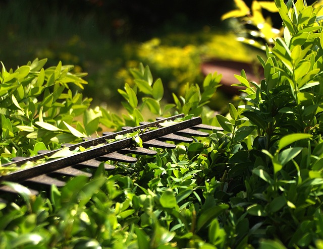 hedge-gb36da3fe5_640