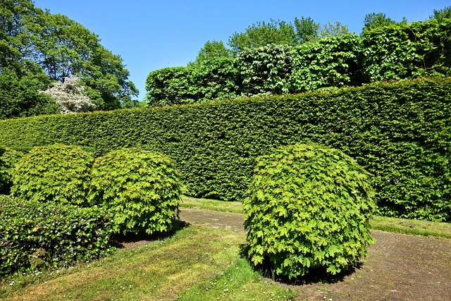 shorn-hedge-g9cf4fc9cb_640